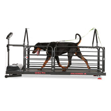 Last inn bildet i Galleri-visningsprogrammet, Dog Runner – Ortho Pro